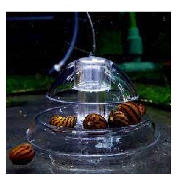 Bẫy ốc hại acrylic cho bể thủy sinh Snail Trap