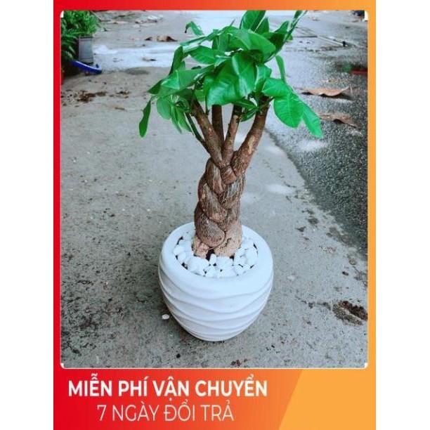 Chậu Kim Ngân 3 Thân Thắt Bính