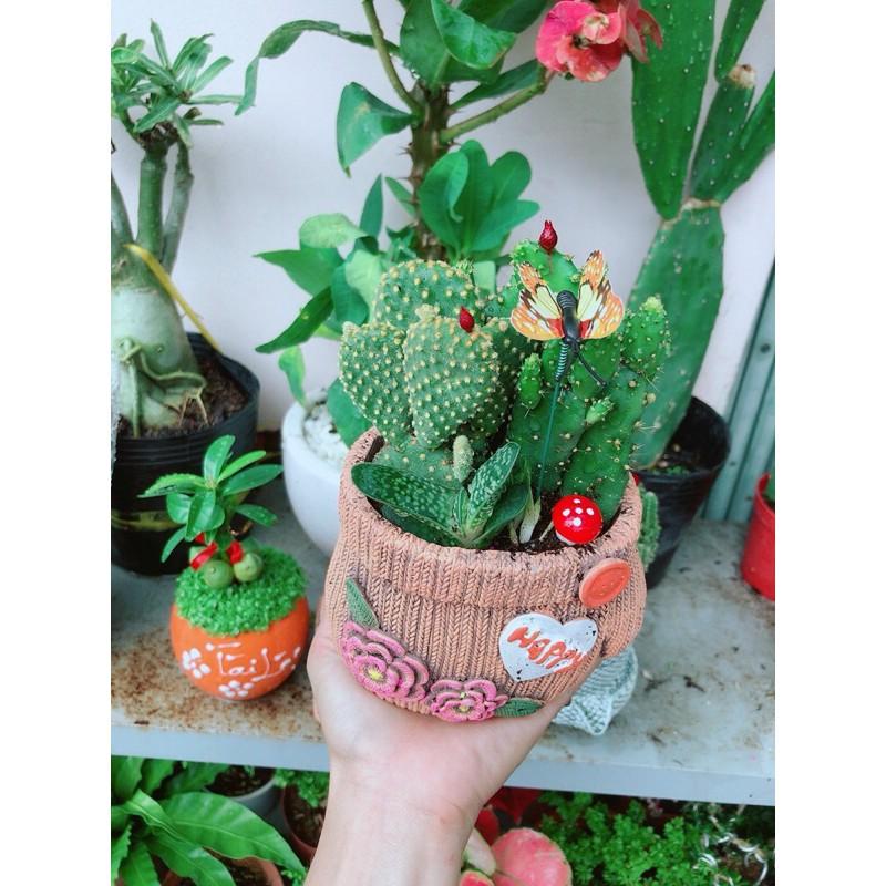 Chậu Xương Rồng Tiểu Cảnh