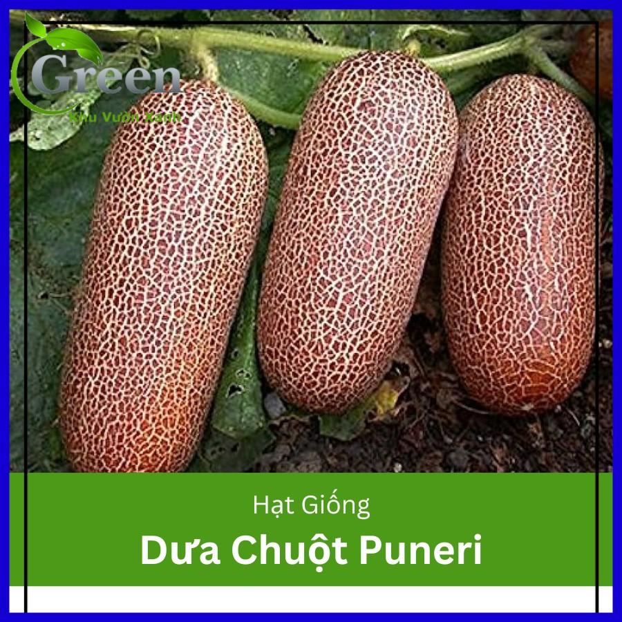 Hạt giống dưa chuột đá chịu nhiệt Puneri Ấn Độ (Poona Kheera) - gói 5 hạt
