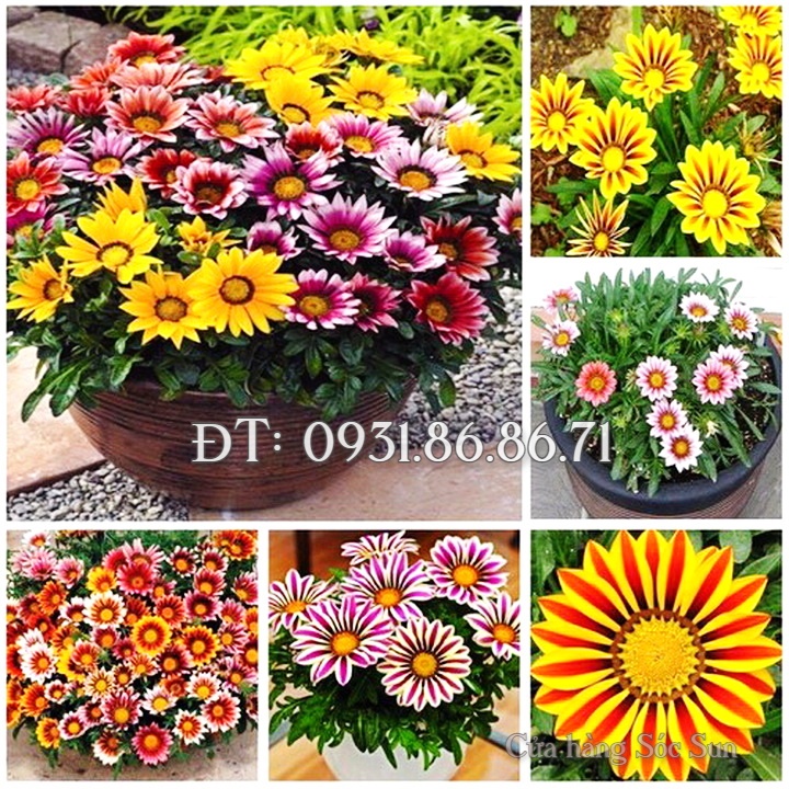 Hạt giống hoa cúc Gazania – Bịch 10 hạt – Mã số 1534