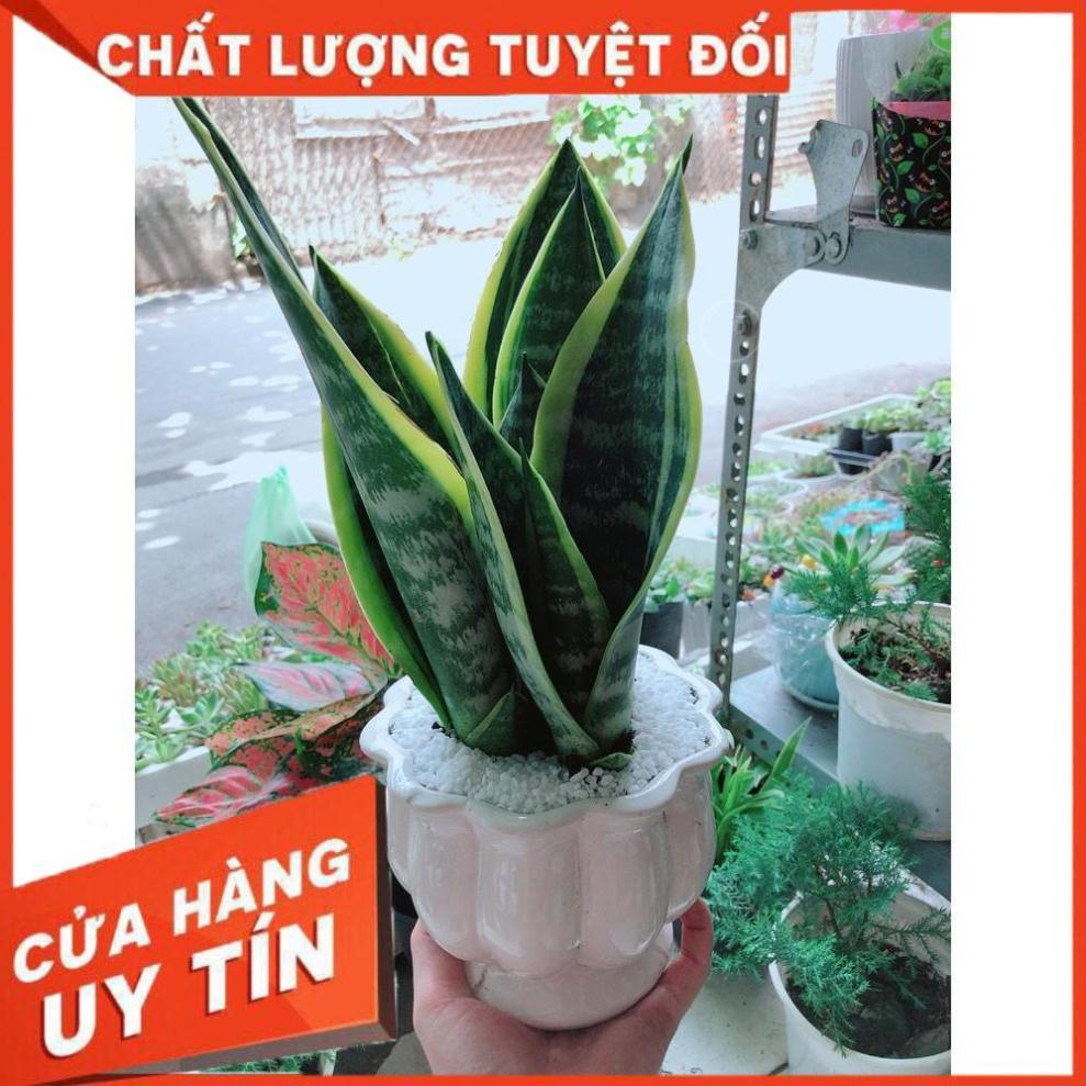 Chậu Lưỡi Hổ Để Bàn Làm Việc