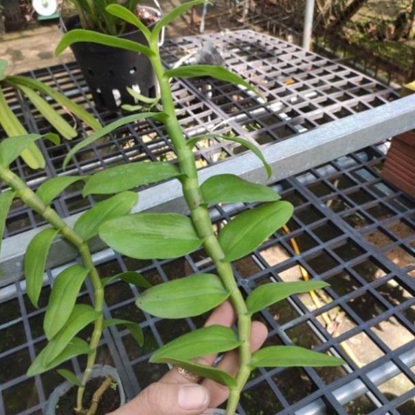 Hoa lan Giả Hạc Hồng Long