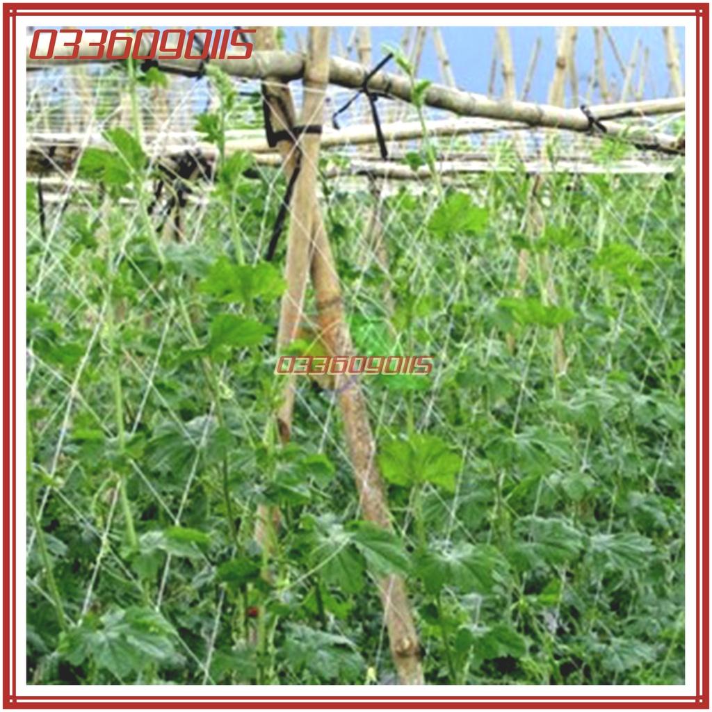 100m Lưới cước trắng làm giàn cho cây leo kích thước 1.8 x 100m