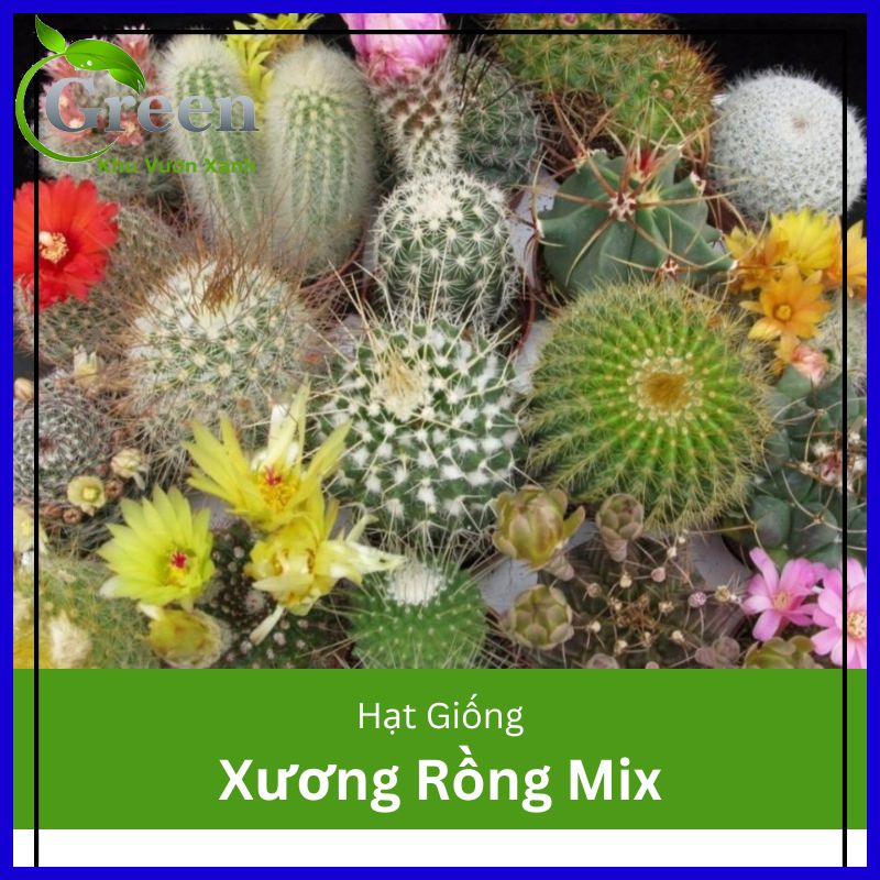 Hạt Giống Cây Xương Rồng Mix