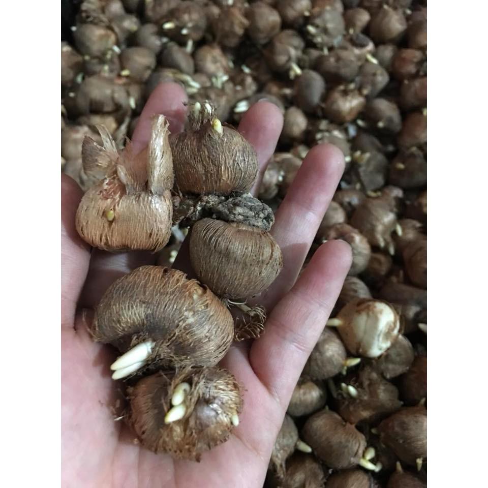 Bộ 3 Củ giống hoa nghệ tây hoa trắng tím