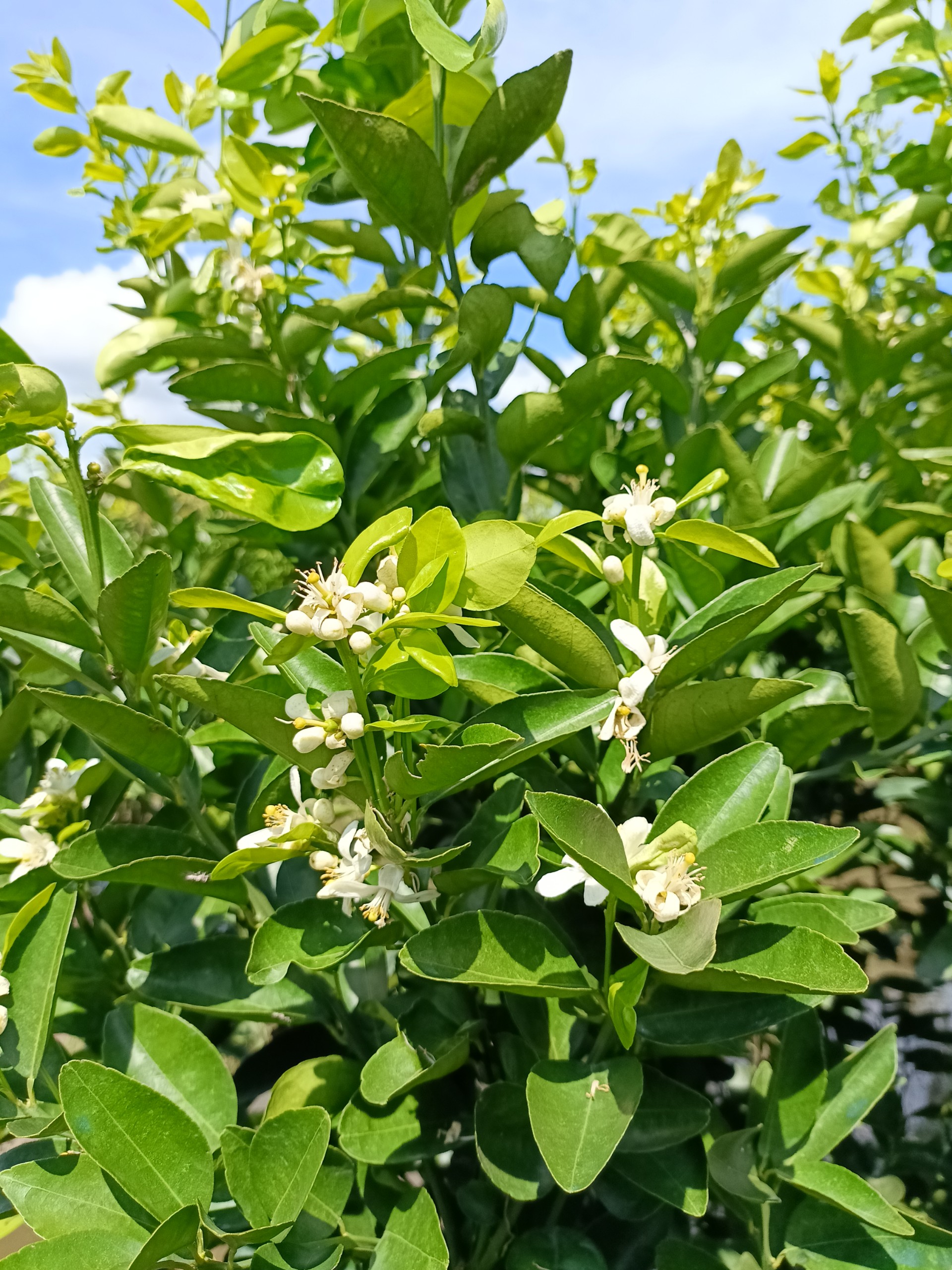 PHÂN BÓN THÚC RA HOA, PHÁ VỠ MẦM NGỦ, HOA RA ĐỀU VÀ ĐỒNG LOẠT - FLOWER THÚC RA BÔNG 1L