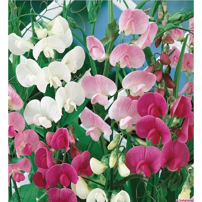 Hạt giống hoa đậu mix màu / gói 50 hạt
