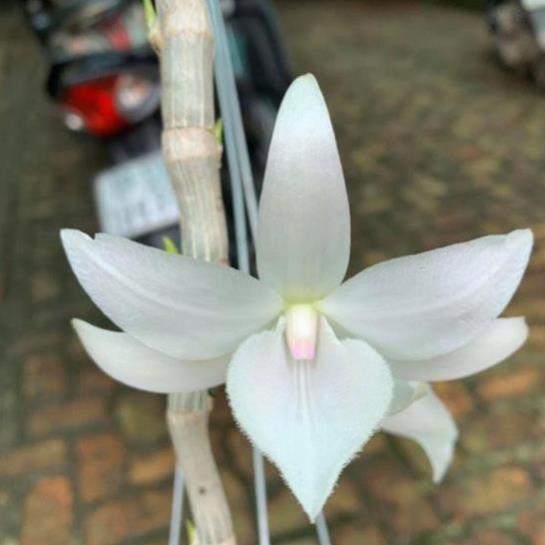 Lan phi điệp 5 giống nhiều màu