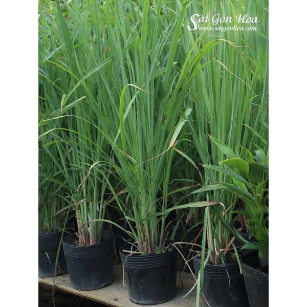 1kg sả tươi sạch  bao gồm cả củ, thân và lá - cây nhà trồng