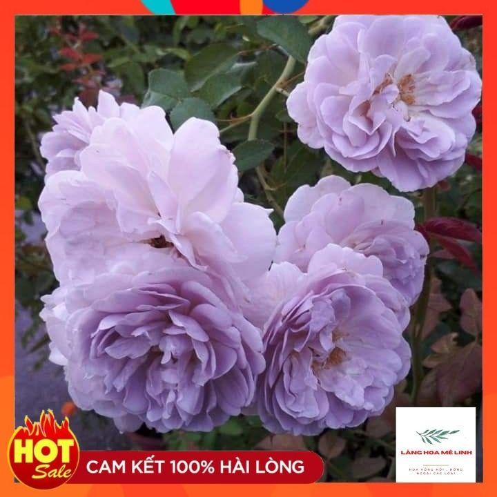 Hoa hồng leo Đức Rainy Blue Rose -TOP 10 giống hoa hồng leo Đức đẹp khi về Việt Nam-bầu to, cây trưởng thành