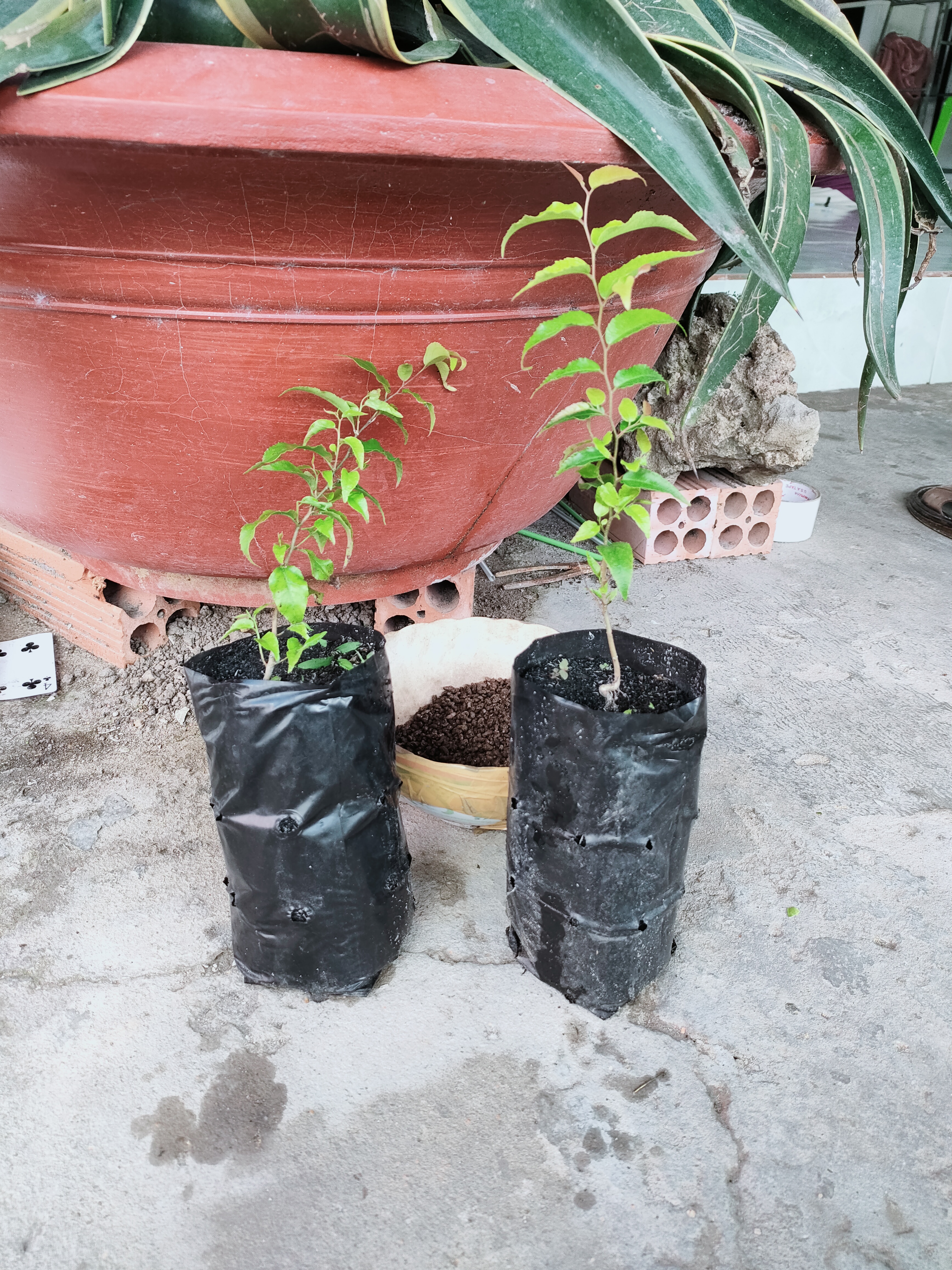 Cây hồng quân giống nhỏ 37k