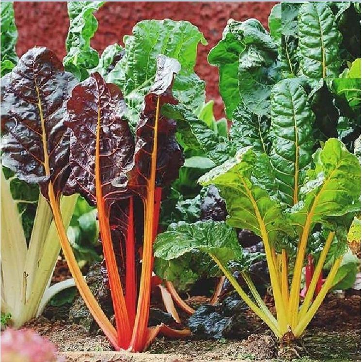 Combo 3 gói Hạt giống Cải Cầu Vồng-gói 2 gram/tặng kèm gói phân bón lót