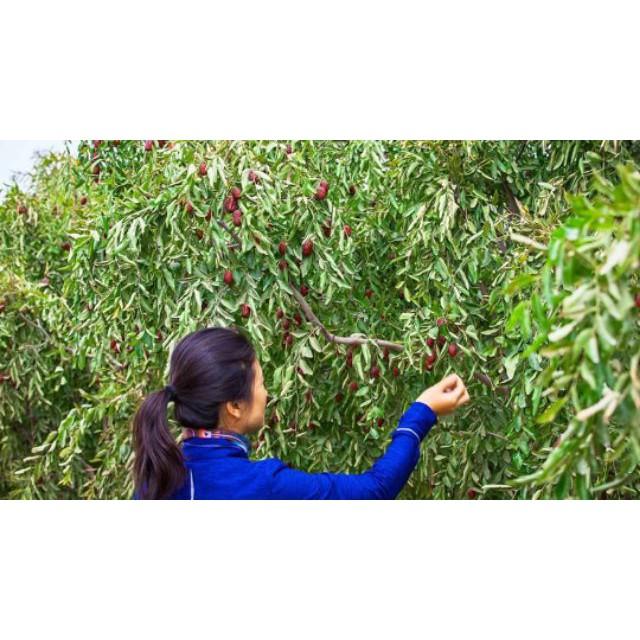 Cây Táo Tàu Cây Giống Nhập Khẩu cây đẹp chuẩn giống