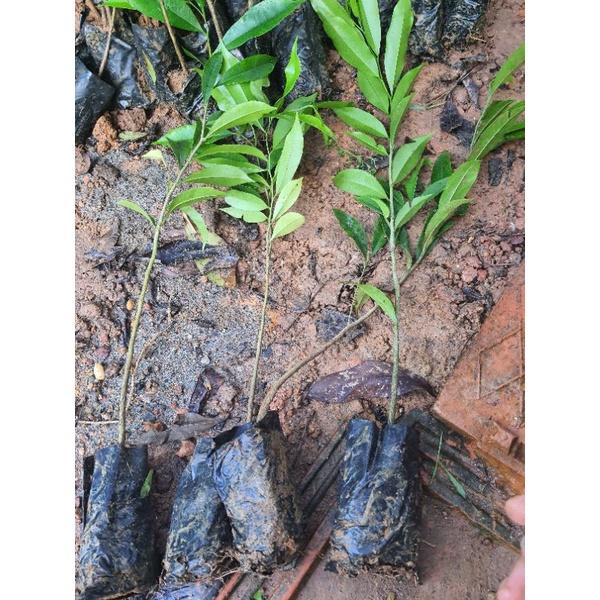 Cây giống trầm hương.gió bầu