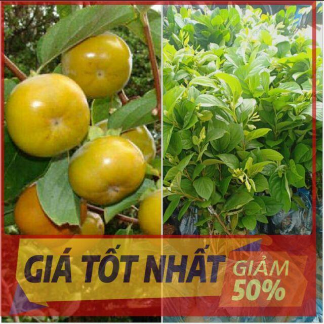 Cây HỒNG GIÒN UY TÍN CHẤT LƯỢNG