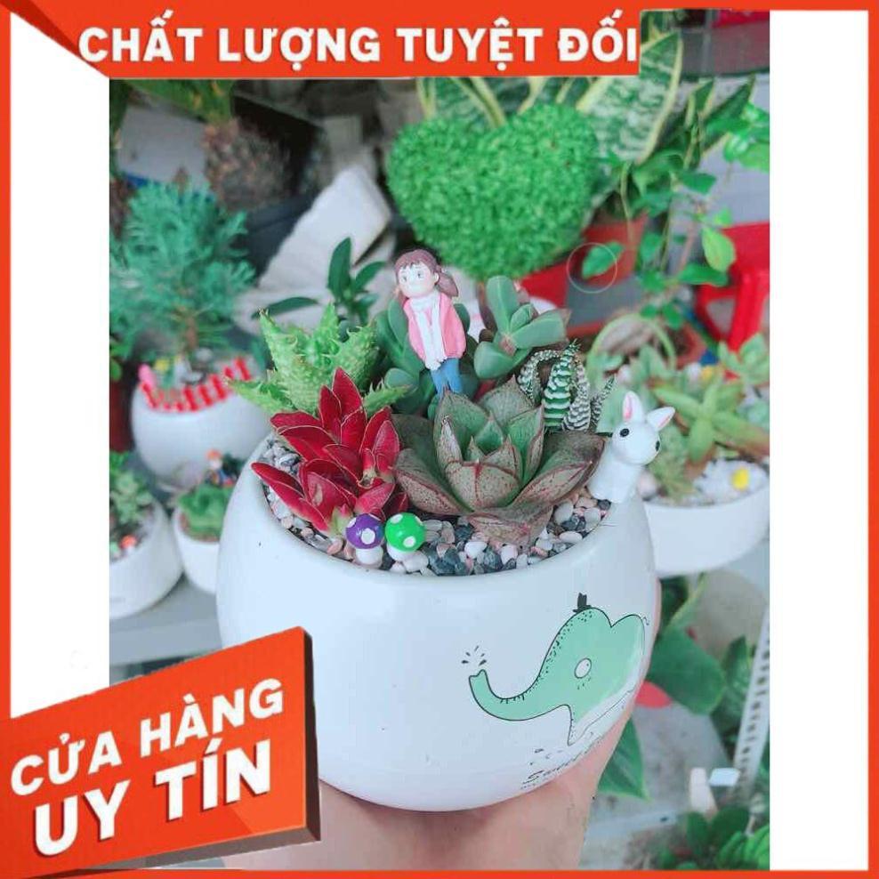 Chậu sen đá tiểu cảnh Nhiều Người Mua