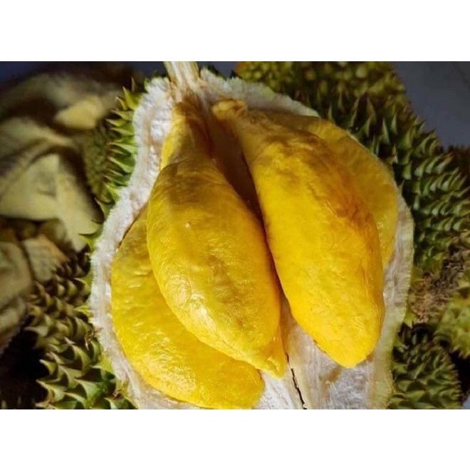 Cây giống Sầu Riêng Mussang King .