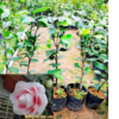 Cây trà my  Bồng Lai Tiên Cảnh, cây đẹp, giống nhập, cam kết chất lượng