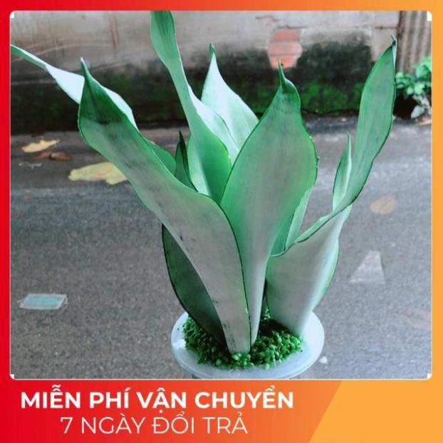 Chậu Lưỡi Hổ Bạc Thuỷ Sinh
