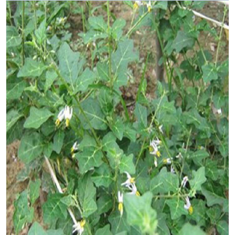 Hạt giống cà gai leo 50 hạt/gói