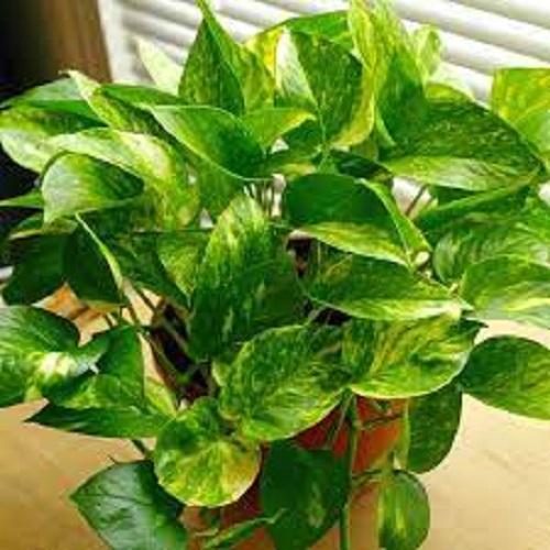 CHẬU CÂY TRẦU BÀ LÁ ĐỐM