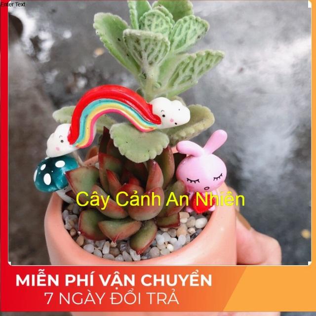 Các chậu sen đá tiểu cảnh