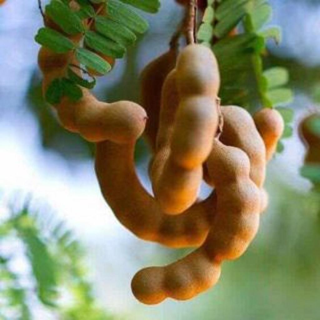 Cây Me Thái giống .