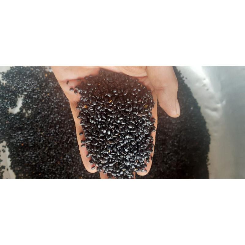 Hạt giống keo tai tượng Úc trồng rừng, cải tạo đất - túi 500 gram