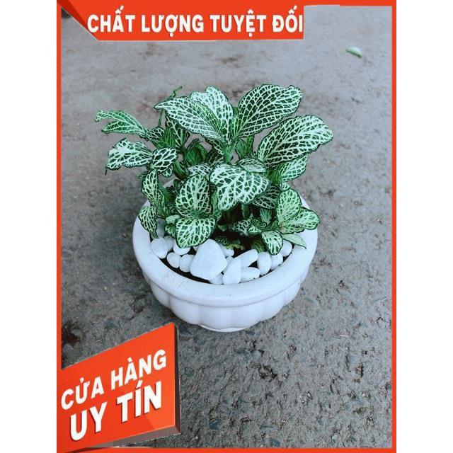 Chậu Cẩm Nhung Xanh