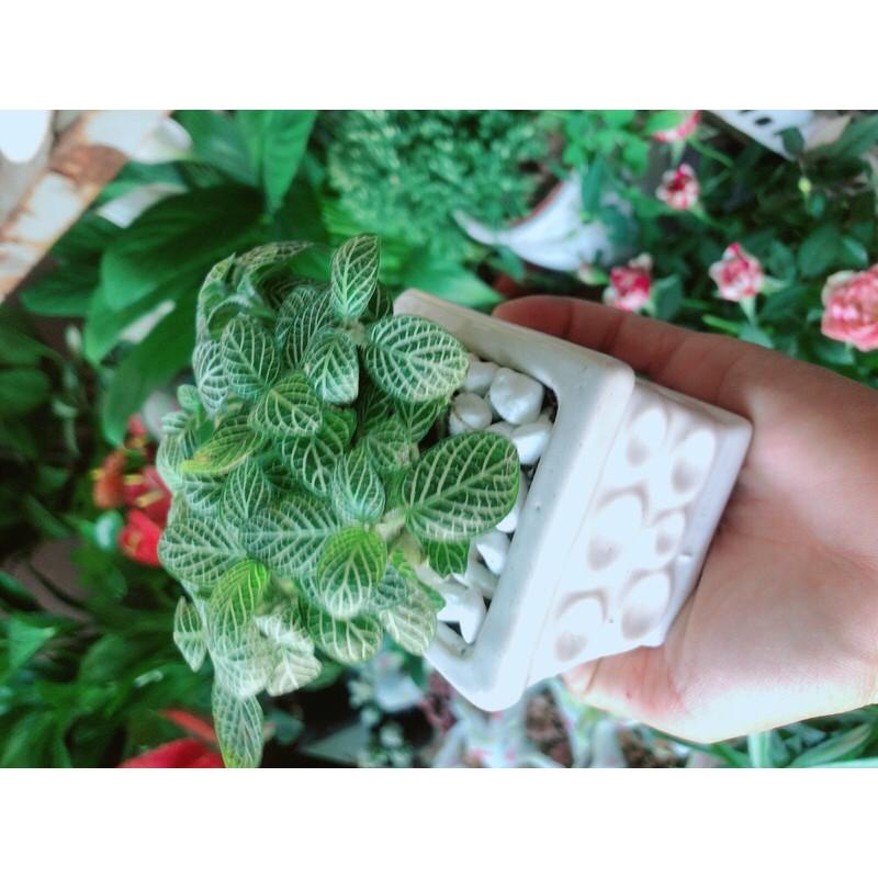 Chậu Cây Lá May Mắn