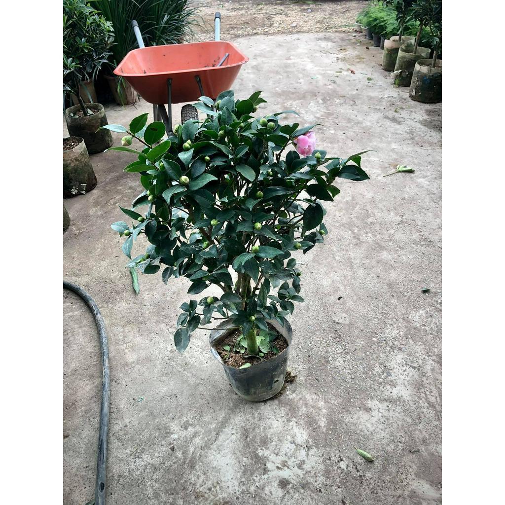 Cây hoa trà my trưởng thành cao 60cm -0,8m (ảnh thật