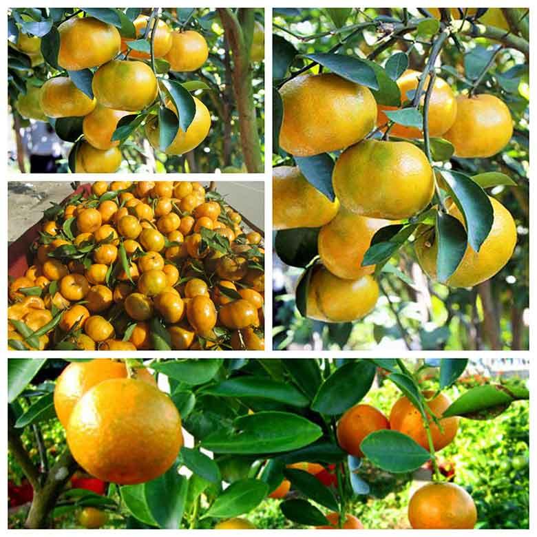 Cây giống quýt thái không hạt