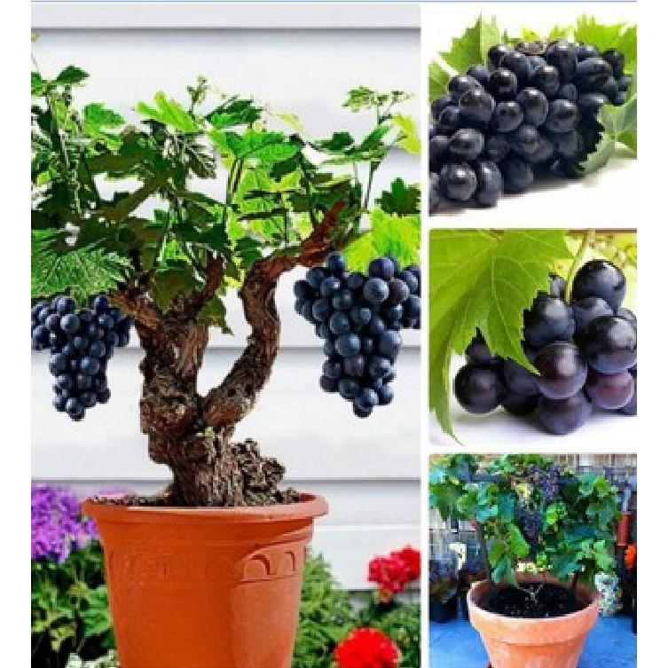 Hạt giống nho lùn pháp ( nho bonsai ) 10 hạt/gói (kèm 3 viên nén kích ươm hạt )