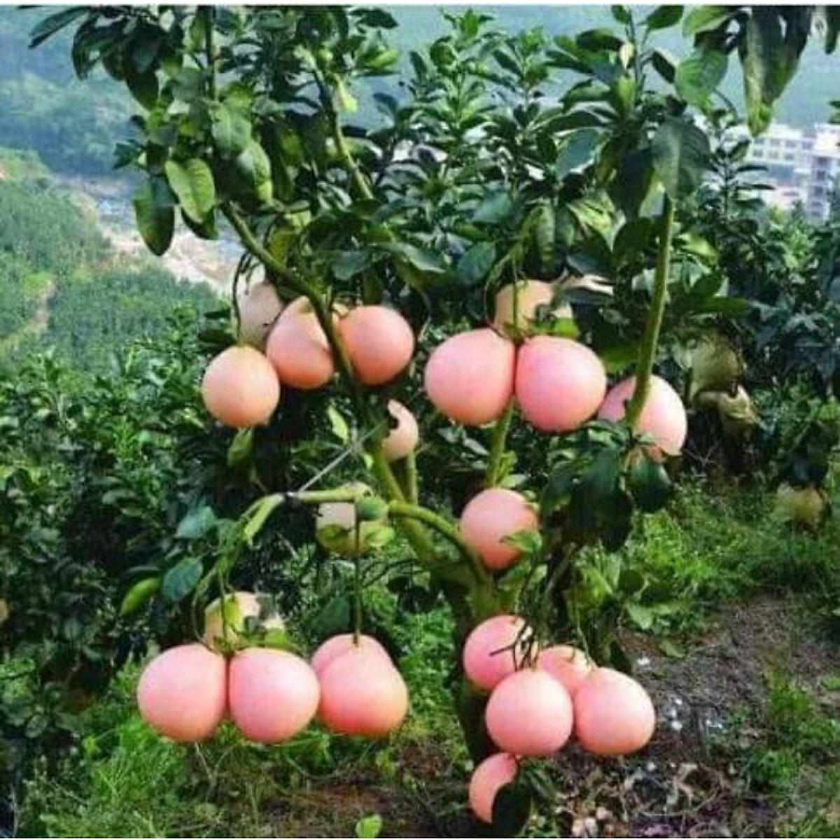 Cây giống bưởi tam hồng Cho Trái Siêu Sớm
