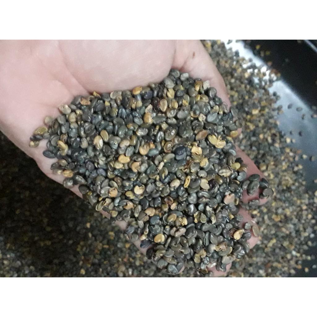 Hạt Giống Cỏ Lục Lạc Sợi - 200g - Hạt Giống Cỏ Chăn Nuôi