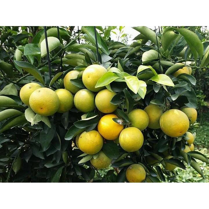 CAM XOÀN MIỀN NAM siêu quả, ngọt mát - CÂY GIỐNG CHUẨN F1