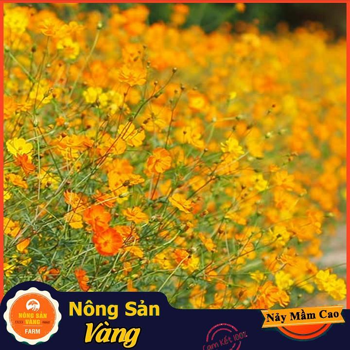 Hạt giống Hoa Cánh Bướm Nhiều Màu