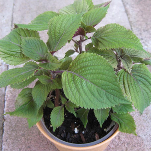 1 gam hạt giống rau tía tô