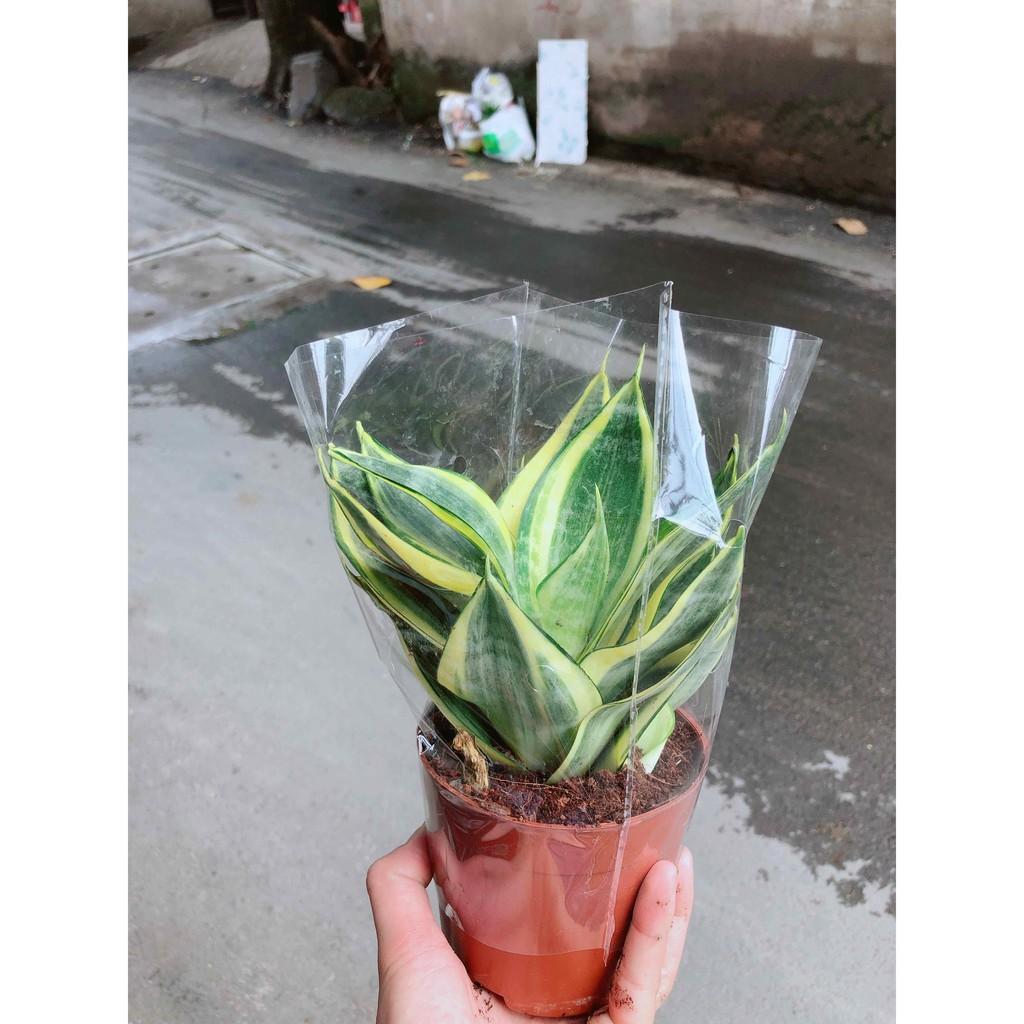 Lưỡi hổ thái kèm chậu sứ Bán Chạy