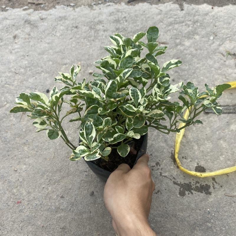 Cây cẩm thạch trồng bầu đen thích hợp trang trí decor sân vườn , tiểu cảnh