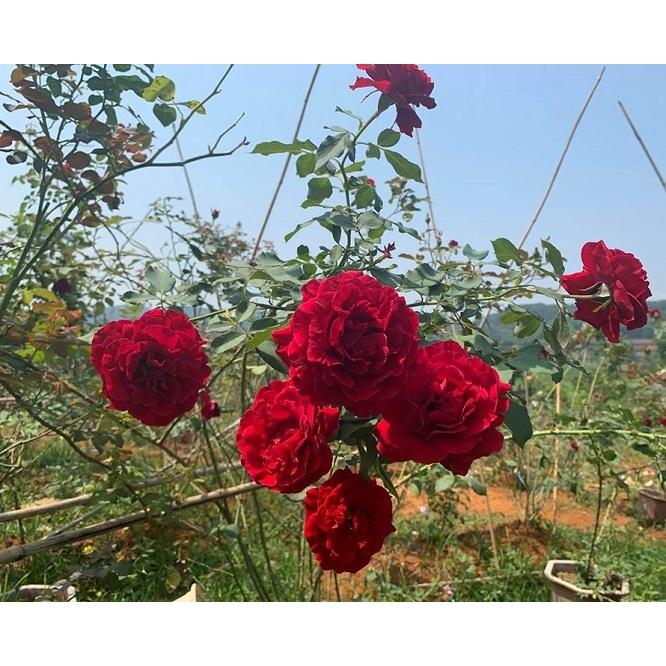 Hoa hồng leo đỏ nhung cổ Sơn La được nhiều người ưa chuộng - cây giống rễ trần