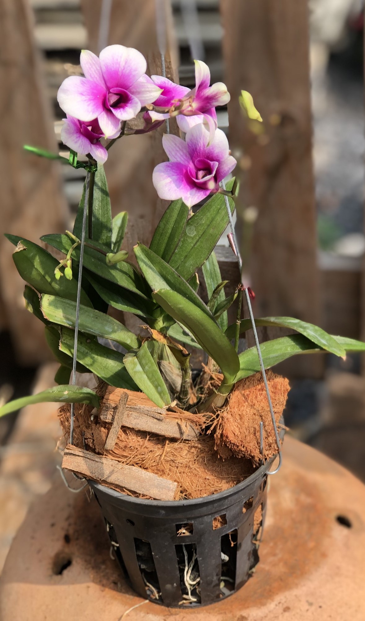 Chậu treo lan Denro Yaya