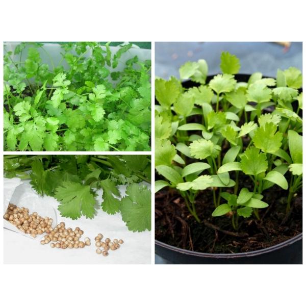 Hạt Giống Rau Thơm -