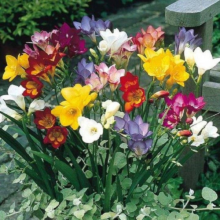Combo 5 củ giống hoa LAN NAM PHI THƠM CÁNH KÉP