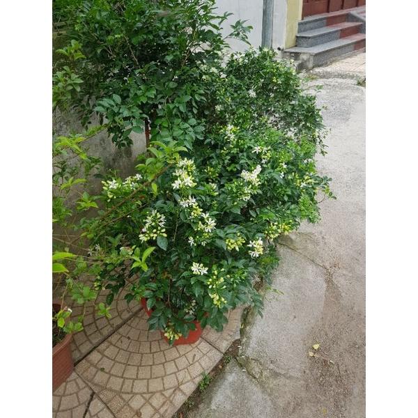 Cây hoa nguyệt quế đẹp cây y hình