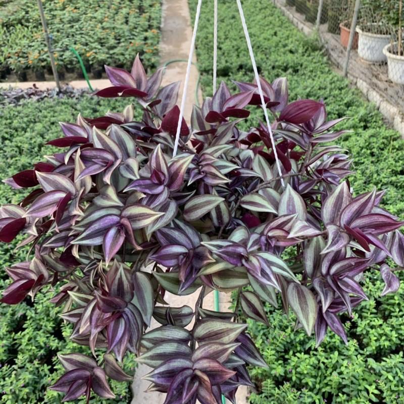 Chậu thài lài treo rủ dài 15-20cm, màu sắc nổi bật đẹp mắt, chậu cây treo trang trí ban công, sân vườn