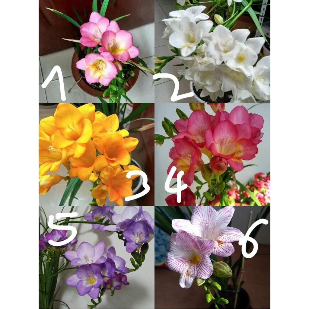 Combo 5 củ giống hoa lan nam phi mix màukèm 5 viên nén xơ dừa ươm củ