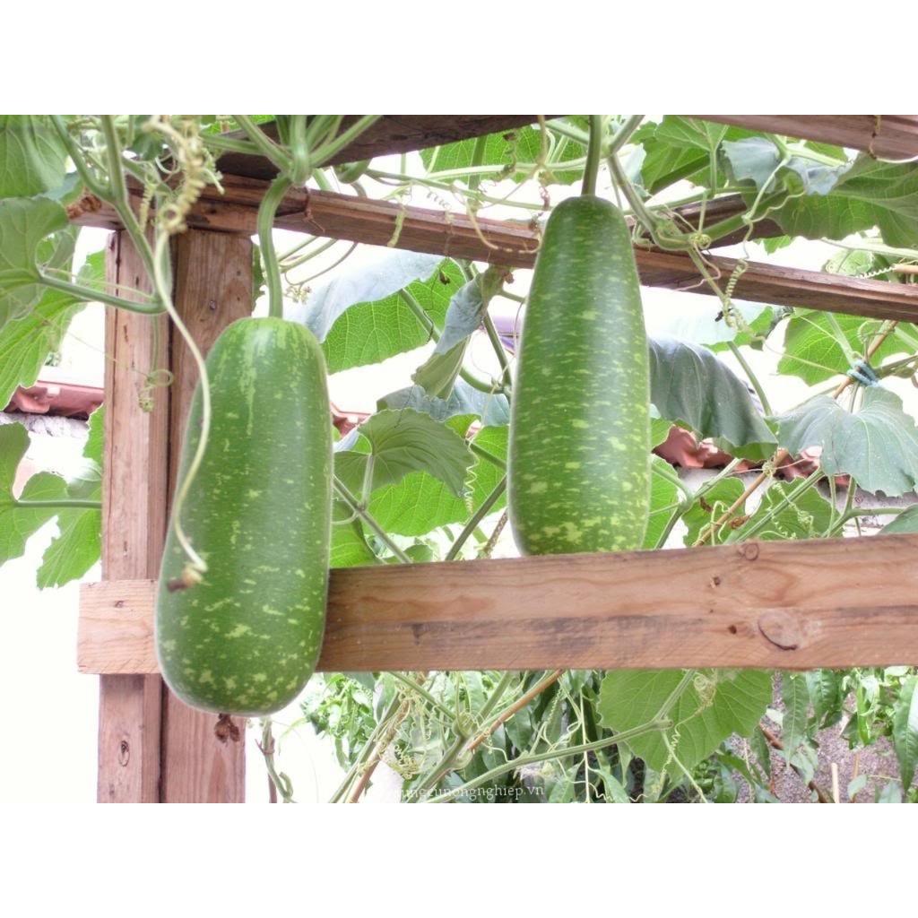 Hạt giống Bầu Sao trái ngắn