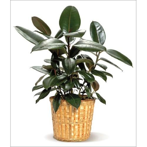 CÂY ĐA BÚP ĐỎ - CHẬU 3 CÂY